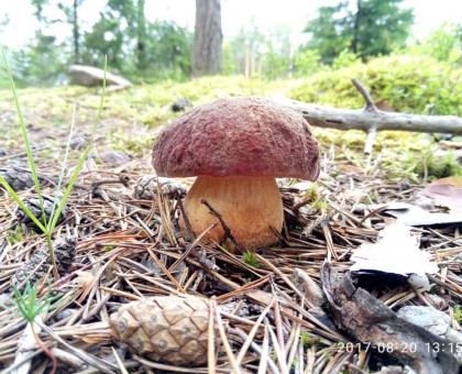 Белые грибы некрупные свежие